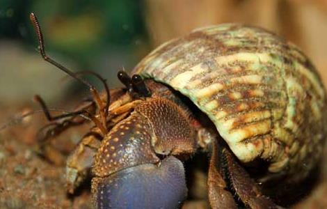 寄居蟹的营养价值