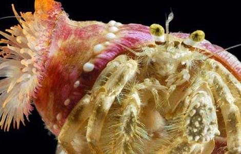 寄居蟹如何与海葵共生（海葵和寄居蟹互利共生）