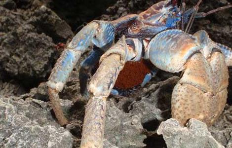 椰子蟹能吃吗（椰子蟹能吃吗能吃的部位有哪些）