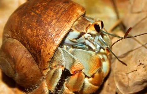 寄居蟹的生活习性 寄居蟹的日常生活