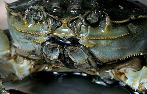 大闸蟹怎么保存 大闸蟹怎么保存方法