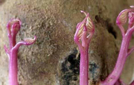 红薯发芽了还能吃吗 红薯发芽了还能吃吗有害处吗