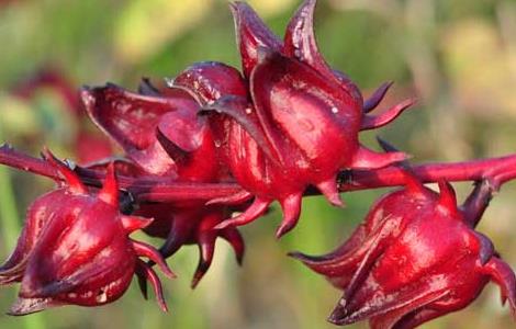 洛神花茶的功效与作用 洛神花茶的功效与作用及禁忌