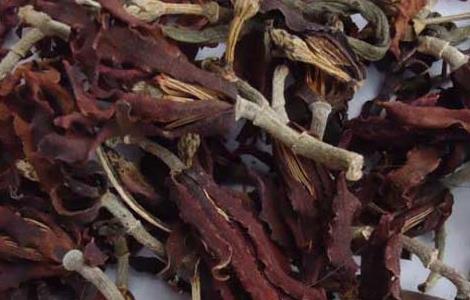 玉兰花茶的功效与作用 玉兰花茶的功效与作用是什么