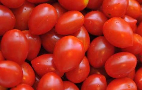 圣女果的功效与作用（圣女果的功效与作用及禁忌）