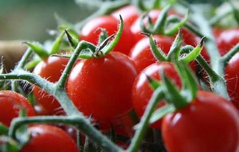 吃圣女果有什么好处 阳了吃圣女果有什么好处