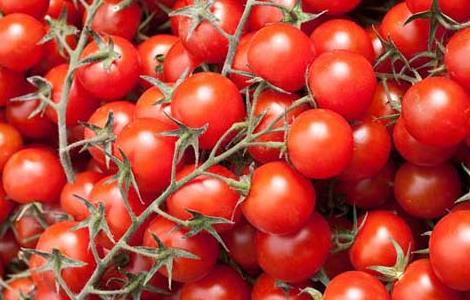 圣女果是凉性还是热性（圣女果是凉性还是热性产妇第二天可以吃吗）