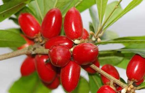 神秘果的功效与作用（神秘果的功效与作用点）