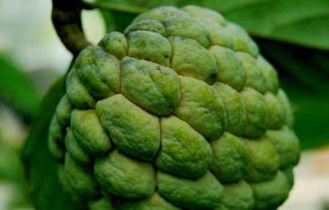 孕妇可以吃番荔枝吗 孕妇可以吃番荔枝吗?