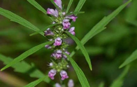 益母草能长期吃吗(益母草能长期服用吗)