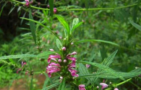 益母草能长期吃吗