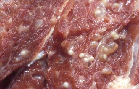 米猪肉是什么肉（米猪肉是什么肉?）