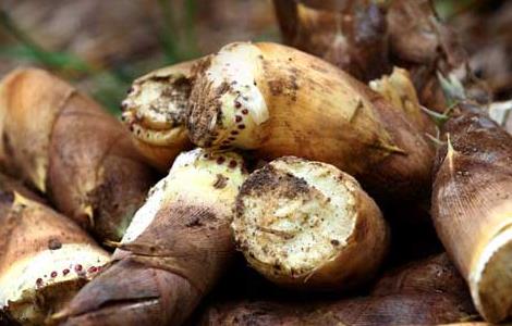 竹笋的功效与作用（竹笋的功效与作用及营养价值）