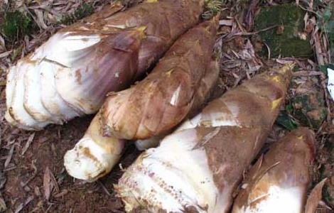 竹笋的营养价值 竹笋的营养价值及功效