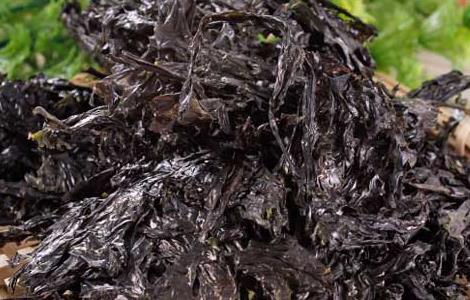 紫菜的营养价值 头道紫菜的营养价值