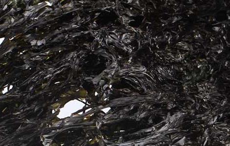 孕妇能吃紫菜吗(孕妇能吃紫菜蛋花汤吗?)