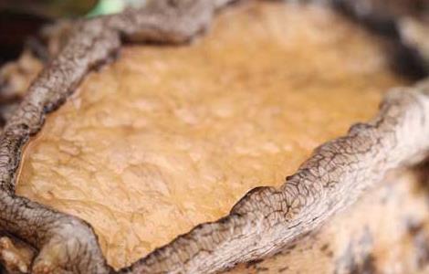 鲜鲍鱼能生吃吗(鲜鲍鱼可以生吃吗)