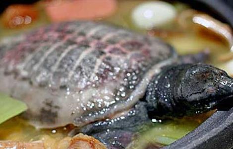 怀孕能吃甲鱼吗（怀孕能吃甲鱼吗前三个月）