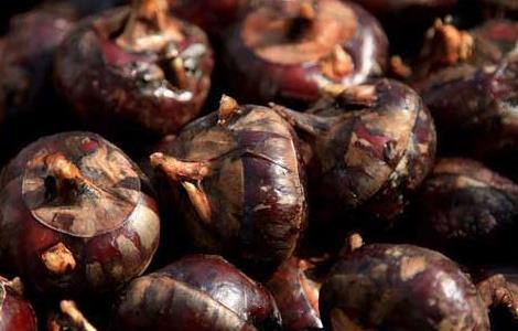 孕妇能吃荸荠吗 孕妇能吃荸荠吗 孕晚期