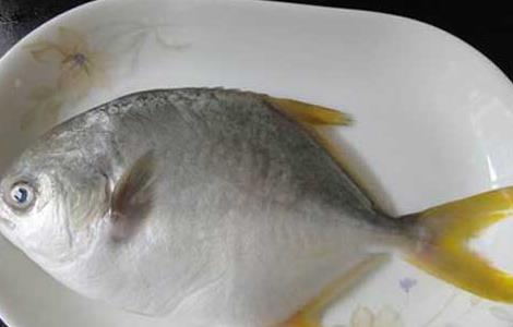 孕妇能吃鲳鱼吗 孕妇能吃鲳鱼吗晚期