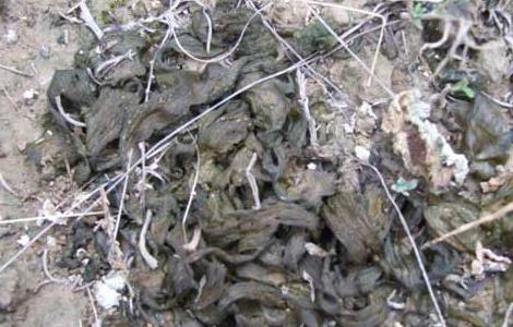 地皮菜的营养价值（地皮菜的营养价值及功效）