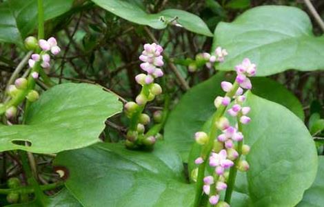 豆腐菜的营养价值（豆腐菜的营养价值高吗）