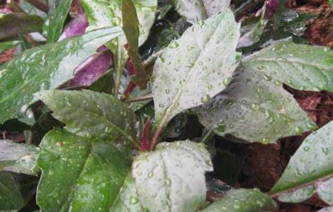 红背菜的功效与作用（红背菜的功效与作用禁忌）