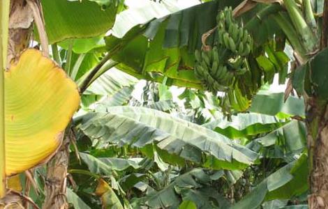 孕妇能吃芭蕉吗 孕妇能吃芭蕉吗中期