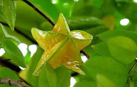 杨桃的营养价值（杨桃的营养价值和注意事项）