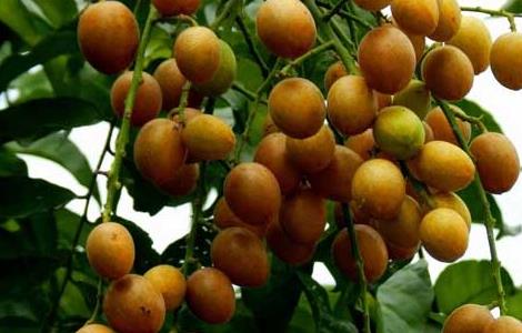 孕妇可以吃黄皮吗 孕妇可以吃黄皮吗晚期