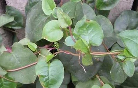 藤三七的功效与作用（藤三七的功效与作用及食用方法,图片）