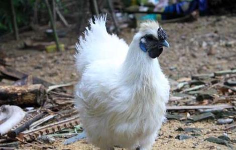 乌鸡的营养价值 乌鸡的营养价值及功效