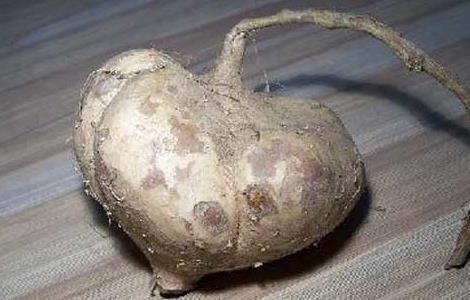 地瓜的营养价值 地瓜的营养价值和功效有哪些