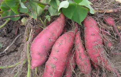 孕妇吃红薯对胎儿好吗（孕妇吃红薯对胎儿好吗视频）