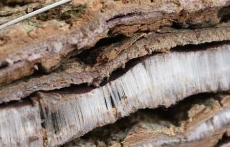 杜仲泡酒有什么功效(海马和杜仲泡酒有什么功效)