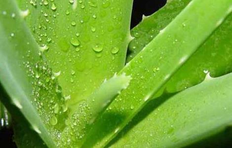 库拉索芦荟怎么护肤（库拉索芦荟怎么护肤的）