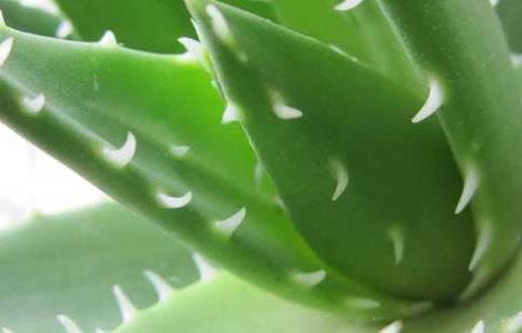 芦荟可以直接涂在脸上吗 野生芦荟可以直接涂在脸上吗