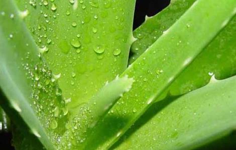 新鲜芦荟怎么敷脸好 新鲜芦荟敷脸好吗