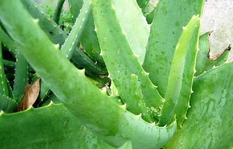 芦荟怎样祛斑才好 芦荟怎样祛斑才好呢