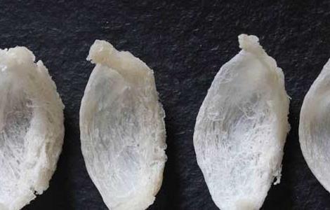 小孩可以吃燕窝吗（一岁半小孩可以吃燕窝吗）