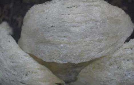 孕妇吃燕窝最佳时间(孕妇吃燕窝最佳时间晚上)