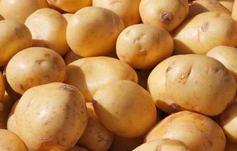 土豆真的能去痘印吗 土豆真的能去痘印吗