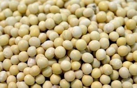 黄豆不能和什么一起吃 黄豆不能和什么一起吃古代文献