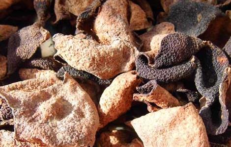 陈皮泡水可以天天喝吗（罗汉果和陈皮泡水可以天天喝吗）