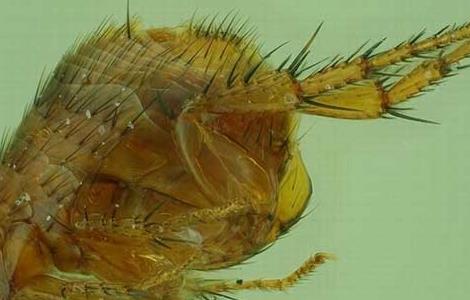 虱子怎么去除有效果（虱子怎么去除最有效）