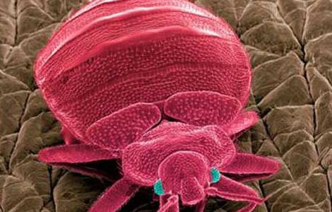 跳蚤怕什么东西（跳蚤怕什么东西或者味道）