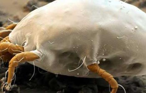 跳蚤是怎么产生的 家里的跳蚤是怎么产生的