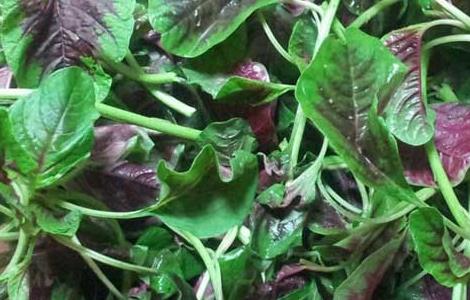 苋菜孕妇能吃吗（苋菜孕妇能吃吗初期）