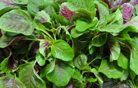 苋菜能不能生吃（不可以吃苋菜吗）