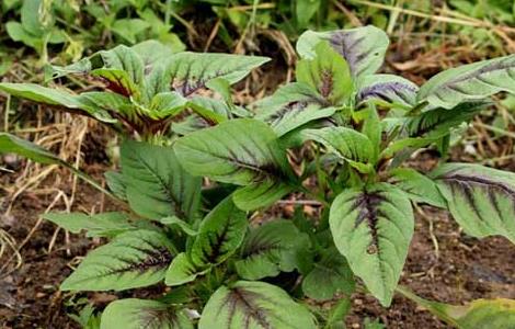 苋菜不能和什么一起吃（苋菜不能和什么一起吃致癌吗）